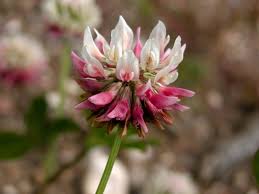 Attēlu rezultāti vaicājumam “Trifolium hybridum”