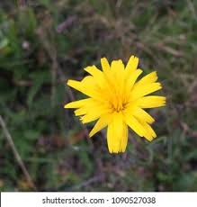 Attēlu rezultāti vaicājumam “Leontodon autumnalis  flower”