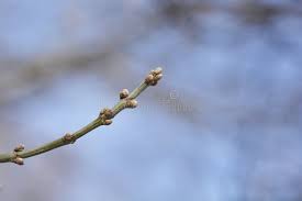 Attēlu rezultāti vaicājumam “Acer negundo bud”