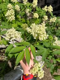Attēlu rezultāti vaicājumam “Sambucus racemosa flower”