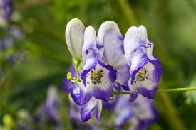 Attēlu rezultāti vaicājumam “Aconitum napellus flower”