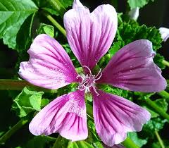 Image result for Malva sylvestris