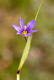 Attēlu rezultāti vaicājumam “Sisyrinchium montanum”