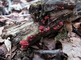 Attēlu rezultāti vaicājumam “Arcyria incarnata spores”