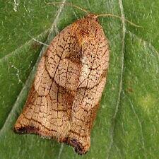 Attēlu rezultāti vaicājumam “Archips podana female”