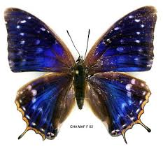 Attēlu rezultāti vaicājumam “Nymphalidae”