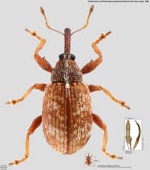 Attēlu rezultāti vaicājumam “Anthonomus phyllocola”