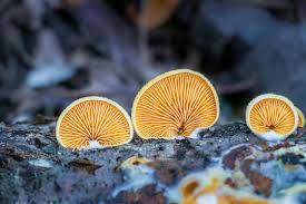 Attēlu rezultāti vaicājumam “Phyllotopsis nidulans”