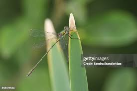 Attēlu rezultāti vaicājumam “Chalcolestes viridis”