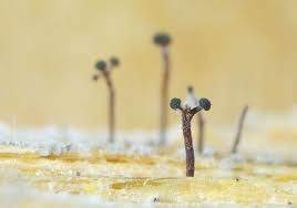 Attēlu rezultāti vaicājumam “Didymium tussilaginis sessile”