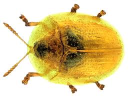 Attēlu rezultāti vaicājumam “Cassida”