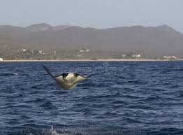 Image result for Mobula munkiana