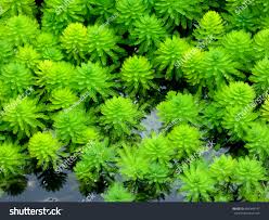 Attēlu rezultāti vaicājumam “Myriophyllum spicatum”