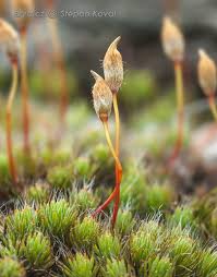 Attēlu rezultāti vaicājumam “Polytrichastrum pallidisetum macro”