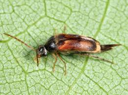 Attēlu rezultāti vaicājumam “Mordellidae”