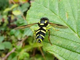 Attēlu rezultāti vaicājumam “Xanthogramma sp.”