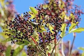 Attēlu rezultāti vaicājumam “Sambucus nigra fruit”