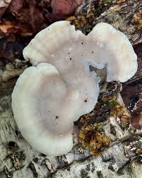 Attēlu rezultāti vaicājumam “Tyromyces chioneus”