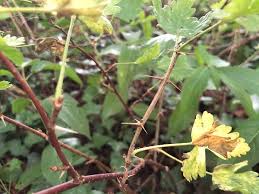 Attēlu rezultāti vaicājumam “Ribes uva-crispa leaf”