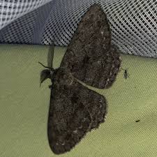 Attēlu rezultāti vaicājumam “Hypomecis roboraria”