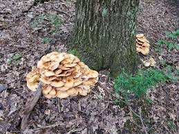 Attēlu rezultāti vaicājumam “Armillaria mellea”
