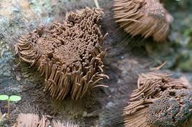 Attēlu rezultāti vaicājumam “Stemonitidaceae”