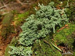 Attēlu rezultāti vaicājumam “Cladonia squamosa”