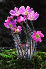 Attēlu rezultāti vaicājumam “Hepatica nobilis fruit”