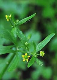 Attēlu rezultāti vaicājumam “Ranunculus sceleratus flower”