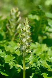 Attēlu rezultāti vaicājumam “Stachys officinalis bud”