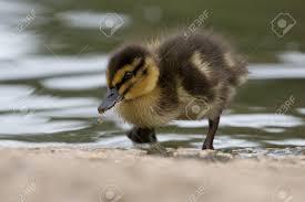 Attēlu rezultāti vaicājumam “Anas platyrhynchos juvenile”