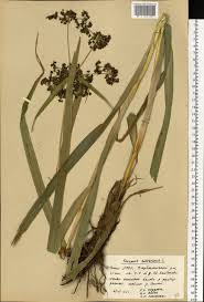 Attēlu rezultāti vaicājumam “Scirpus sylvaticus”