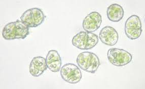 Attēlu rezultāti vaicājumam “Odontoschisma denudatum”