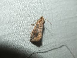 Attēlu rezultāti vaicājumam “Cosmia pyralina”