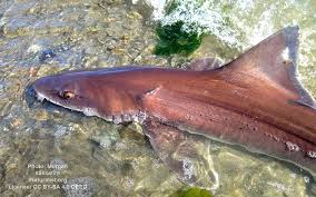 Image result for Mustelus antarcticus