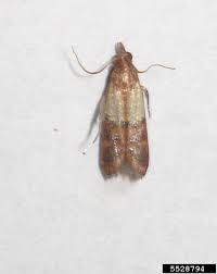 Attēlu rezultāti vaicājumam “Plodia interpunctella”