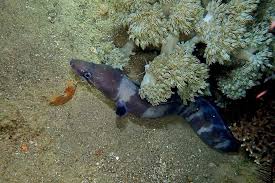 Image result for Conger conger