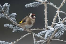Attēlu rezultāti vaicājumam “Carduelis carduelis”