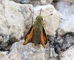 Attēlu rezultāti vaicājumam “Hesperia comma male”