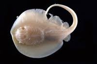 Image result for Hypanus sabinus