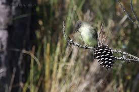 Image result for Sayornis phoebe