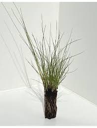 Attēlu rezultāti vaicājumam “Eriophorum angustifolium”