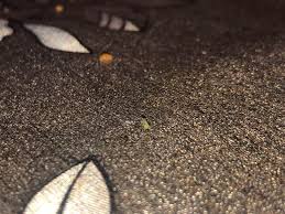 Attēlu rezultāti vaicājumam “Proutia betulina larva”