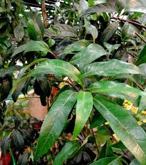 Attēlu rezultāti vaicājumam “Chionanthus virginicus leaf”