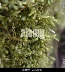 Attēlu rezultāti vaicājumam “Neckera complanata sporophyte”