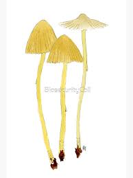 Attēlu rezultāti vaicājumam “Mycena epipterygia”