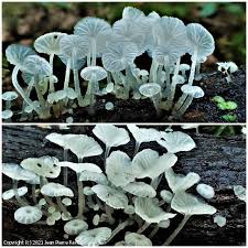 Attēlu rezultāti vaicājumam “Delicatula integrella”