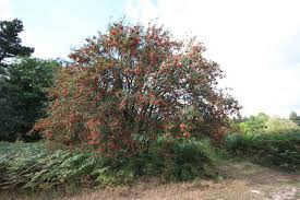 Attēlu rezultāti vaicājumam “Sorbus aucuparia”