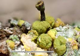 Attēlu rezultāti vaicājumam “Chaenotheca chrysocephala”