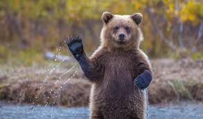 Image result for brown bear